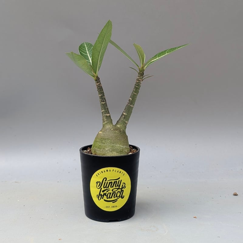 アデニウム アラビカム 実生株 Adenium arabicum 009 | Sunny B