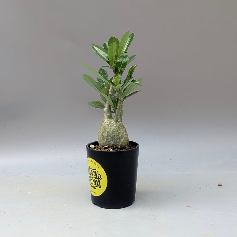 アデニウム アラビカム 実生株 Adenium arabicum 010 | Sunny B