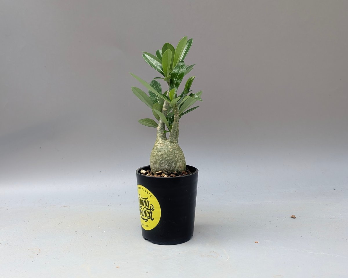 アデニウム アラビカム 実生株 Adenium arabicum 010 | Sunny B