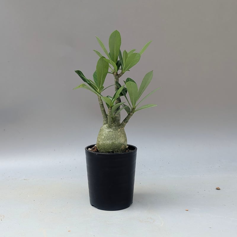 アデニウム アラビカム 実生株 Adenium arabicum 010 | Sunny B