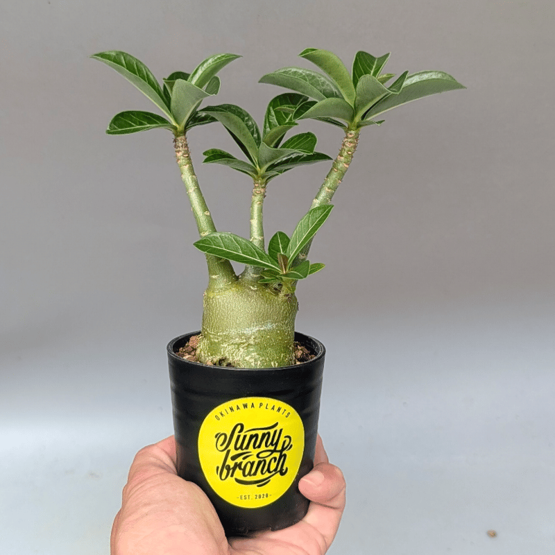 アデニウム アラビカム 実生株 Adenium arabicum 012 | Sunny B