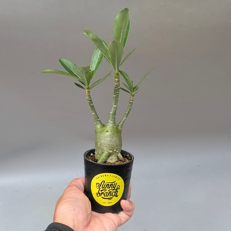 adenium | STORES