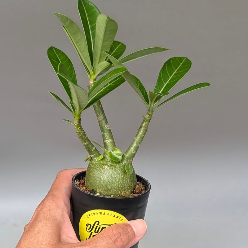 アデニウム アラビカム 実生株 Adenium arabicum 011 | Sunny B