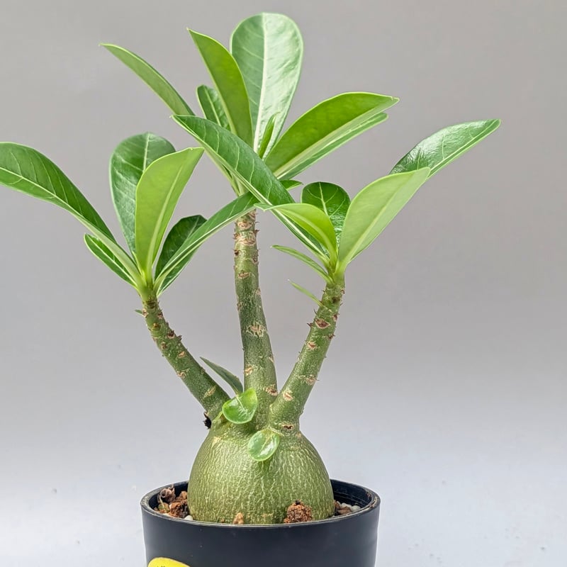 アデニウム アラビカム 実生株 Adenium arabicum 011 | Sunny B