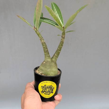 adeniumarabicum | STORES