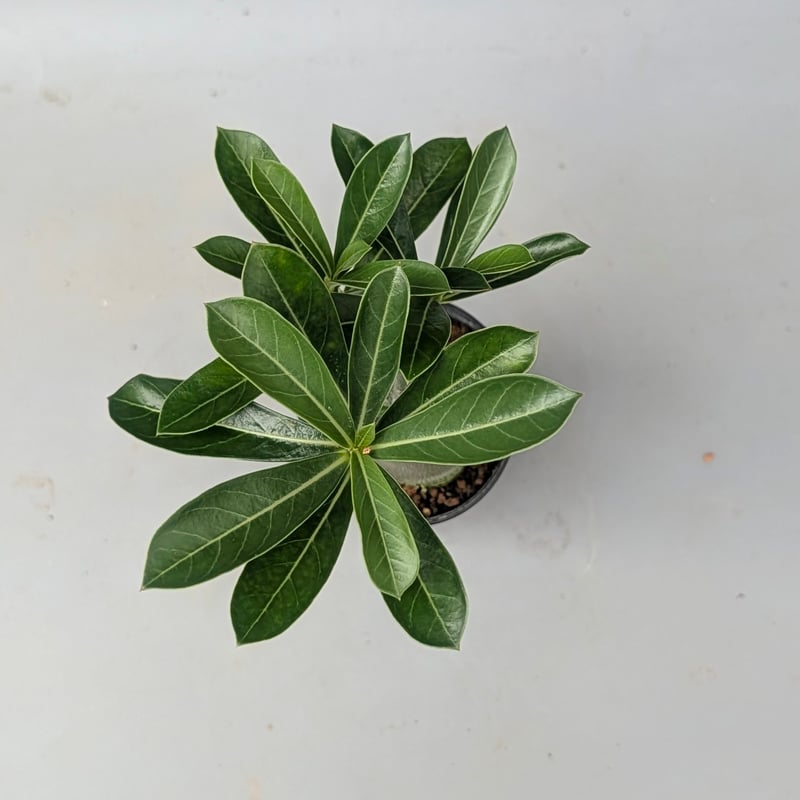 アデニウム アラビカム 実生株 Adenium arabicum 007 | Sunny B