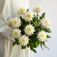 キク「タイフーン」5本