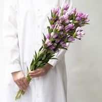 リンドウ「お山のハイジ」5本