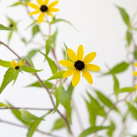 ルドベキア「タカオ」10本