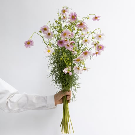 コスモス「日の丸」8本