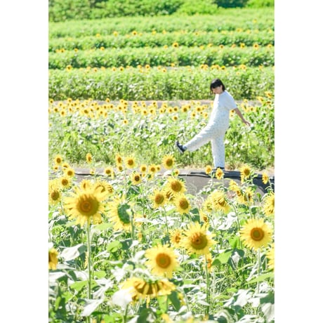 9/24(木)25(金)ひまわりフォト｜ひまわり畑 （池田町）