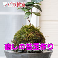 癒しの苔玉作り【11/30月曜13:30~/2026秋】