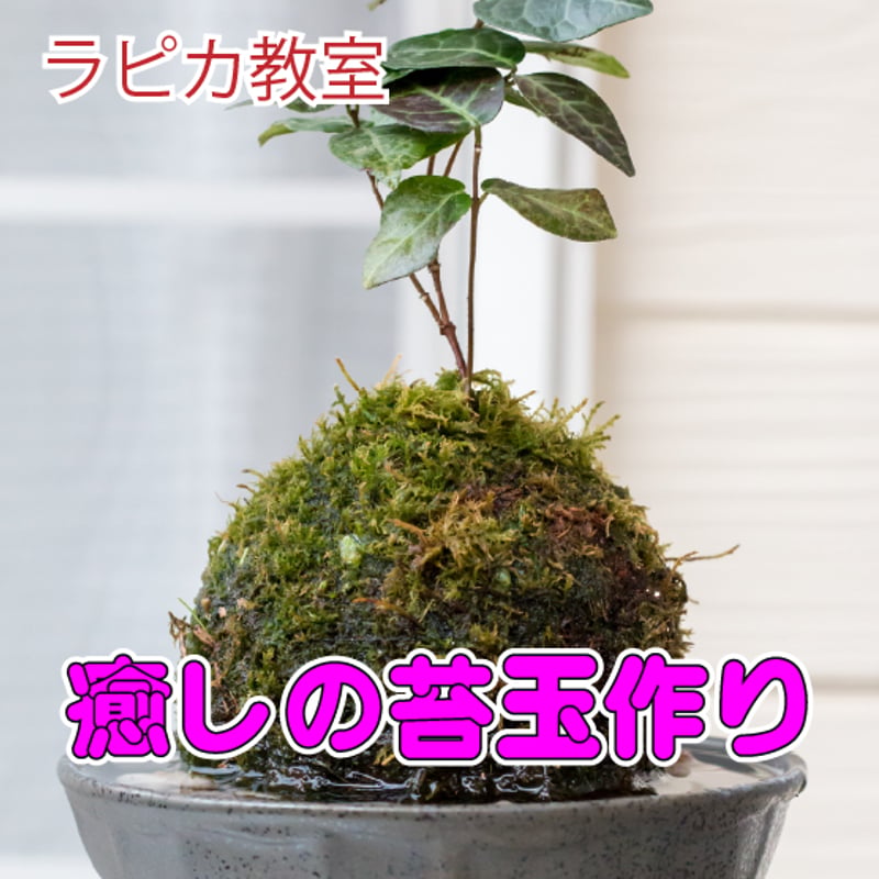 癒しの苔玉作り【11/30月曜13:30~/2026秋】 | 刈羽村生涯学習センター