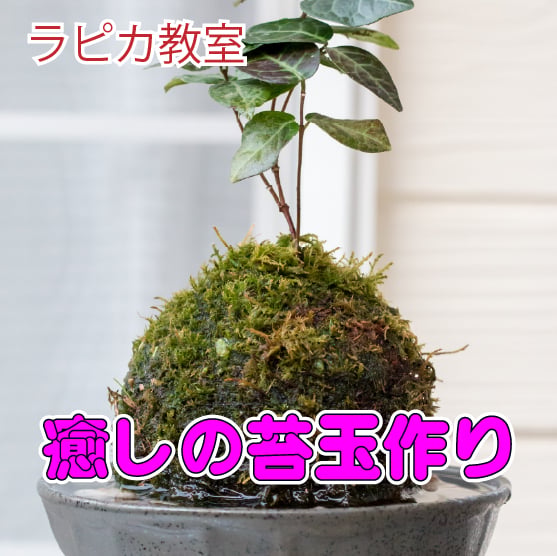 苔玉 癒しの苔玉作り【11/30月曜13:30~/2026秋】 | 刈羽村生涯学習センター