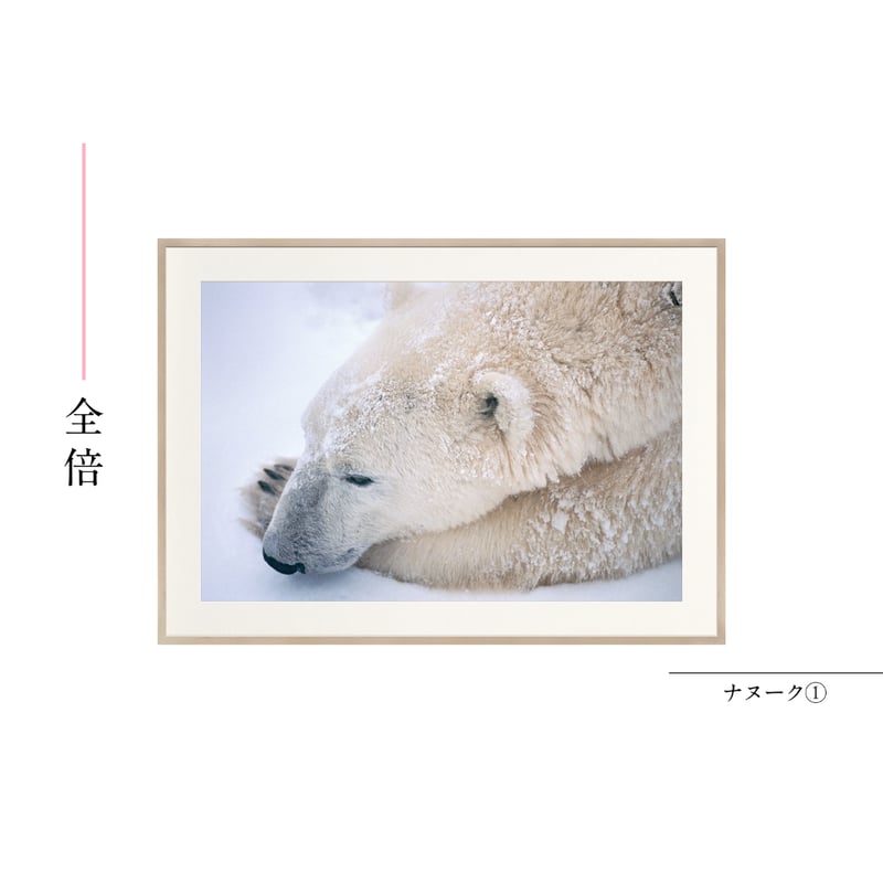 星野道夫】オリジナルプリント「ナヌーク①」 | Crevis Online Store