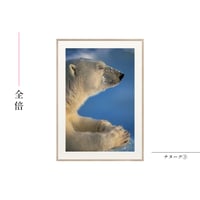 【星野道夫】オリジナルプリント「ナヌーク③」