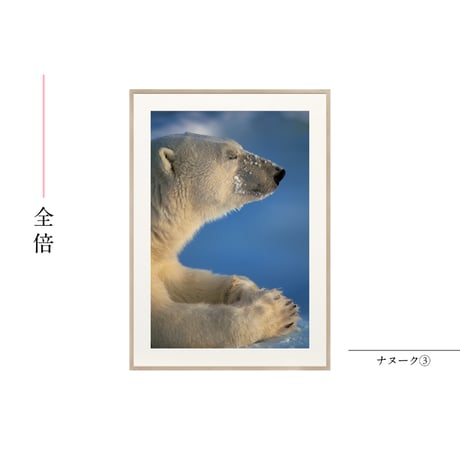 【星野道夫】オリジナルプリント「ナヌーク③」