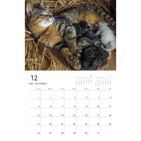 【岩合光昭】2027 岩合光昭 ねこ 壁掛けカレンダー