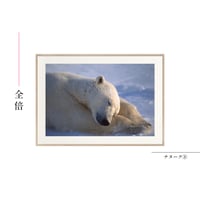 【星野道夫】オリジナルプリント「ナヌーク⑧」
