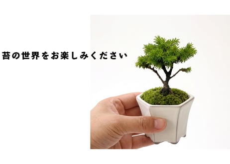 苔