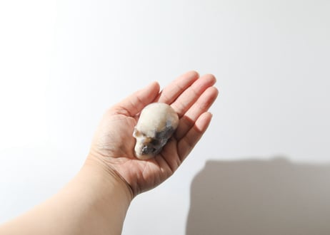 葉月ゆうによる技封入❣️【自分と対立する遺伝子プログラムの解放】パープルチェリーブロッサムアゲート スカル