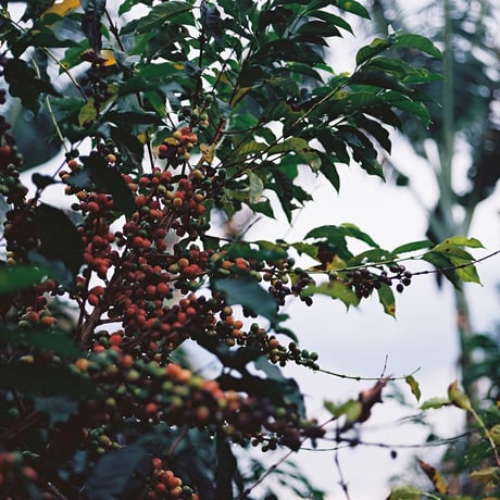 SITIO NOSSA SENHORA - BRAZIL 200g