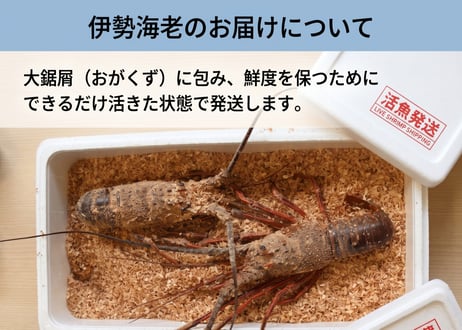 9/17 発送指定商品【期間限定】天然牛深直送！伊勢えび２尾
