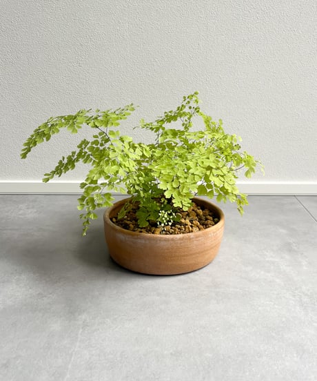 Adiantum raddianum `Snowflake'×Shallow bowl from Mexico