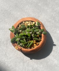 Den.lichenastrum× Earthenware pot