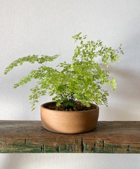 Adiantum raddianum `Snowflake'×Shallow bowl from Mexico