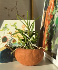 Trichoglottis triflora× Earthenware pot