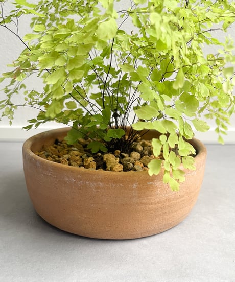 Adiantum raddianum `Snowflake'×Shallow bowl from Mexico