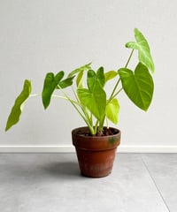 Xanthosoma sagittifolium `Lime Zinger'