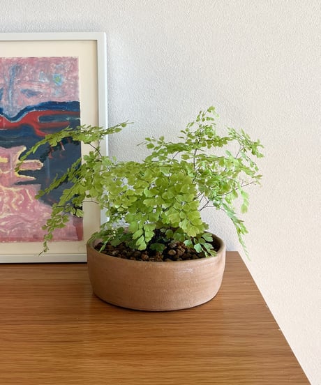 Adiantum raddianum `Snowflake'×Shallow bowl from Mexico