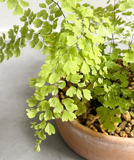 Adiantum raddianum `Snowflake'×Shallow bowl from Mexico
