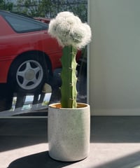 Mammillaria bocasana 'Multilanata'×Miro Made This