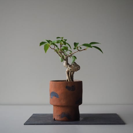 連翹(レンギョウ)　サイズ：Ｗ17cm×Ｈ23cm