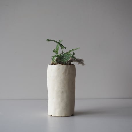 CATEGORY 盆栽 | 榊麻美植物研究所