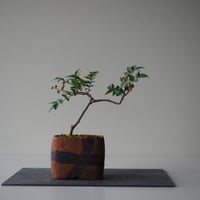 実山椒(ミザンショウ)　サイズ：Ｗ16cm×19cm