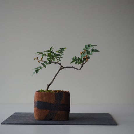 実山椒(ミザンショウ)　サイズ：Ｗ16cm×19cm