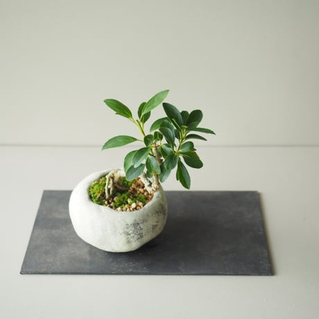 連翹(レンギョウ)　サイズ：Ｗ16cm×Ｈ18cm