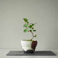 野葡萄(ノブドウ) A サイズ：Ｗ10cm×Ｈ20cm