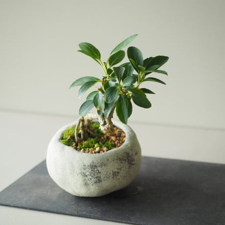 連翹(レンギョウ)　サイズ：Ｗ16cm×Ｈ18cm