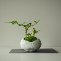 熊四手(クマシデ)　サイズ：Ｗ23cm×Ｈ17cm