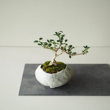黄梅(オウバイ)  サイズ：Ｗ16cm×Ｈ15cm