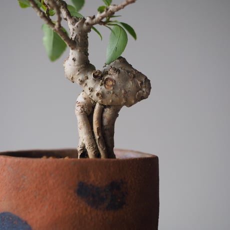 連翹(レンギョウ)　サイズ：Ｗ17cm×Ｈ23cm