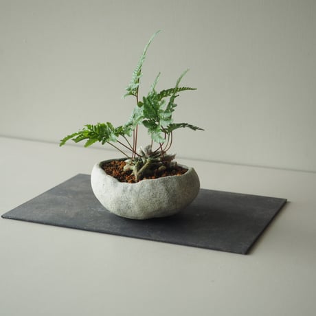石化常盤忍(セッカトキワシノブ)A  サイズ：Ｗ17cm×Ｈ20cm