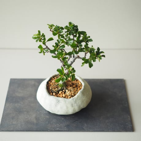 長寿梅（チョウジュバイ)　サイズ：Ｗ13cm×Ｈ20cm