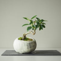 連翹(レンギョウ)　サイズ：Ｗ16cm×Ｈ18cm