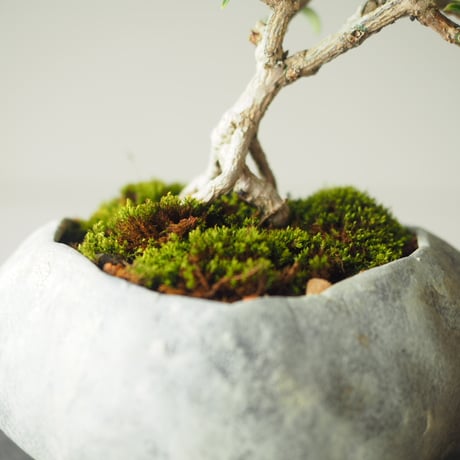 黄梅(オウバイ)  サイズ：Ｗ16cm×Ｈ15cm